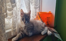 Mixed Breed cats for sale: kittens for sale - Image 5