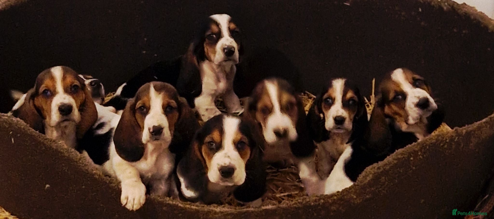Basset Hound dogs KC REG Bassett Babies - Advert 2