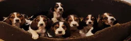 Basset Hound dogs for sale: KC REG Bassett Babies - Advert 4