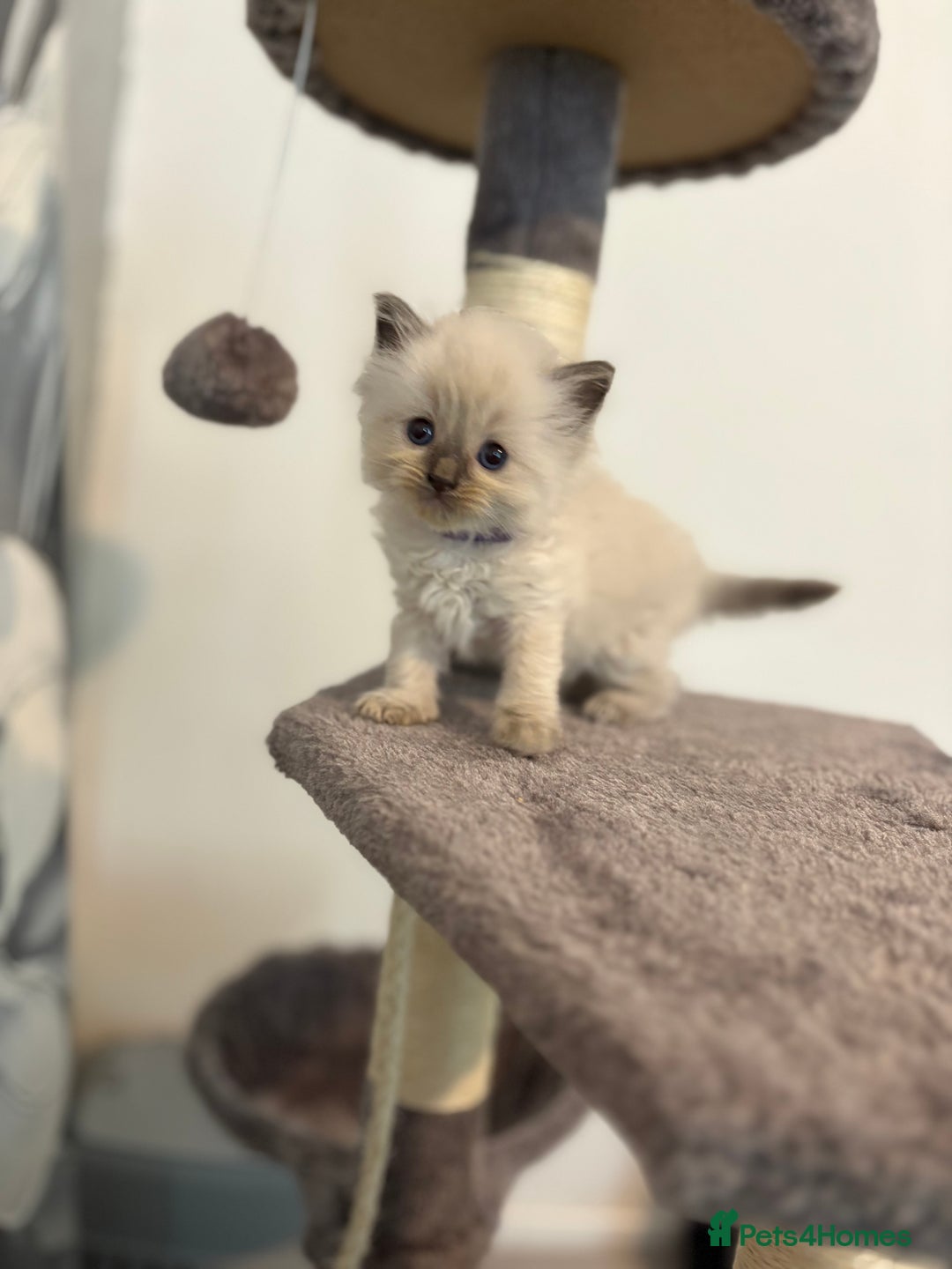 Ragdoll cats for sale: Beautiful Ragdoll Kittens – Champion Bloodlines - Image 6