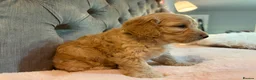 Cockapoo dogs for sale: Adorable Toy Cockapoos (F1b) - Advert 13
