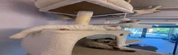 Selkirk Rex cats for sale: Selkirk rex kittens  - Advert 8