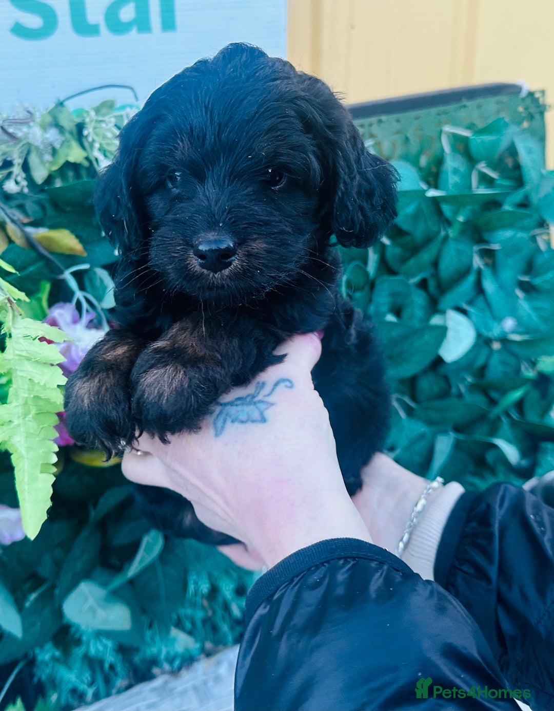 Mixed Breed dogs for sale: What beautiful puppies these are ❤️ - Advert 3