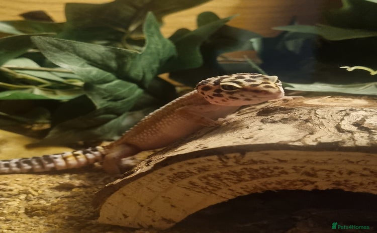 Leopard Gecko reptiles - Advert 1