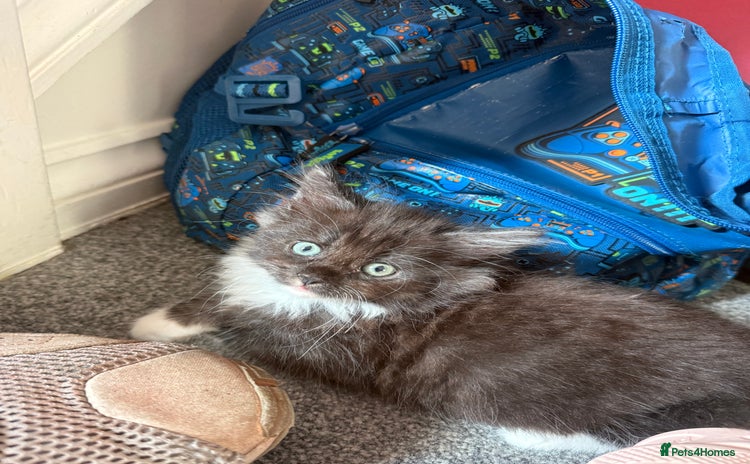 Maine Coon cats - Advert 1