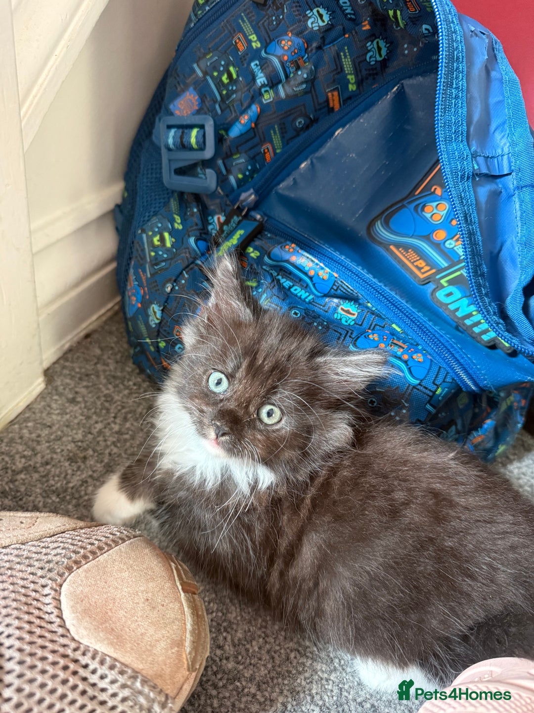 Maine Coon cats for sale: Mixed mainecoons kittens  - Image 1