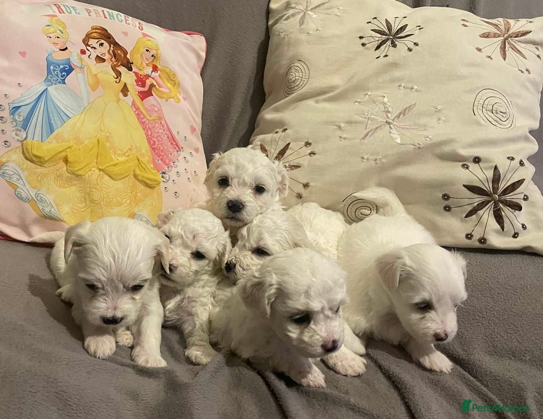 Maltese dogs for sale: Stunning Purebred Maltese Puppies Ready 17th Sept - Image 1