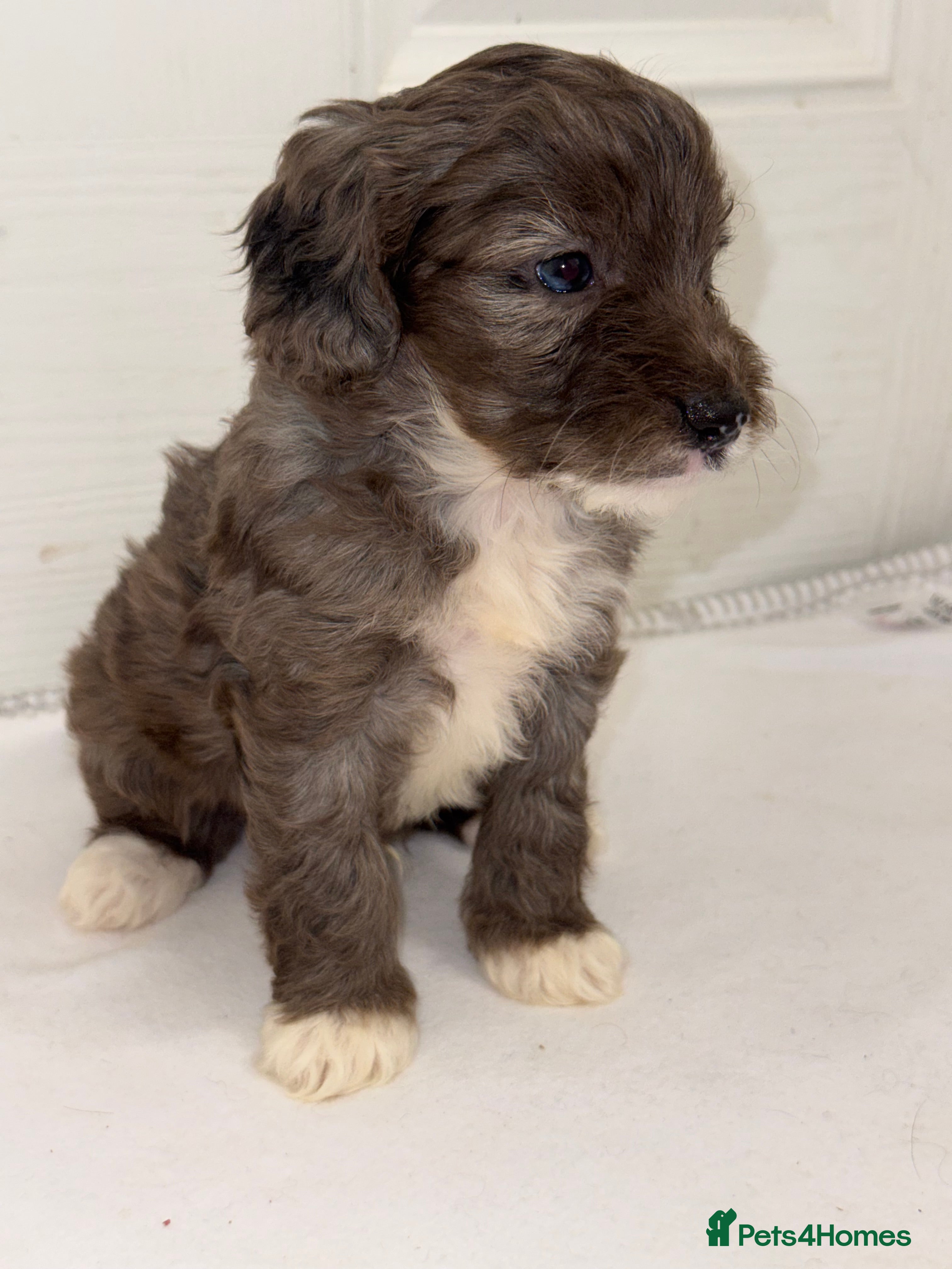 Cockapoo dogs F1B TOY COCKAPOO’S - Advert 10