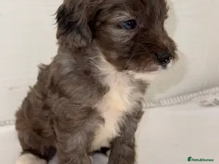 Cockapoo dogs F1B TOY COCKAPOO’S - Advert 8