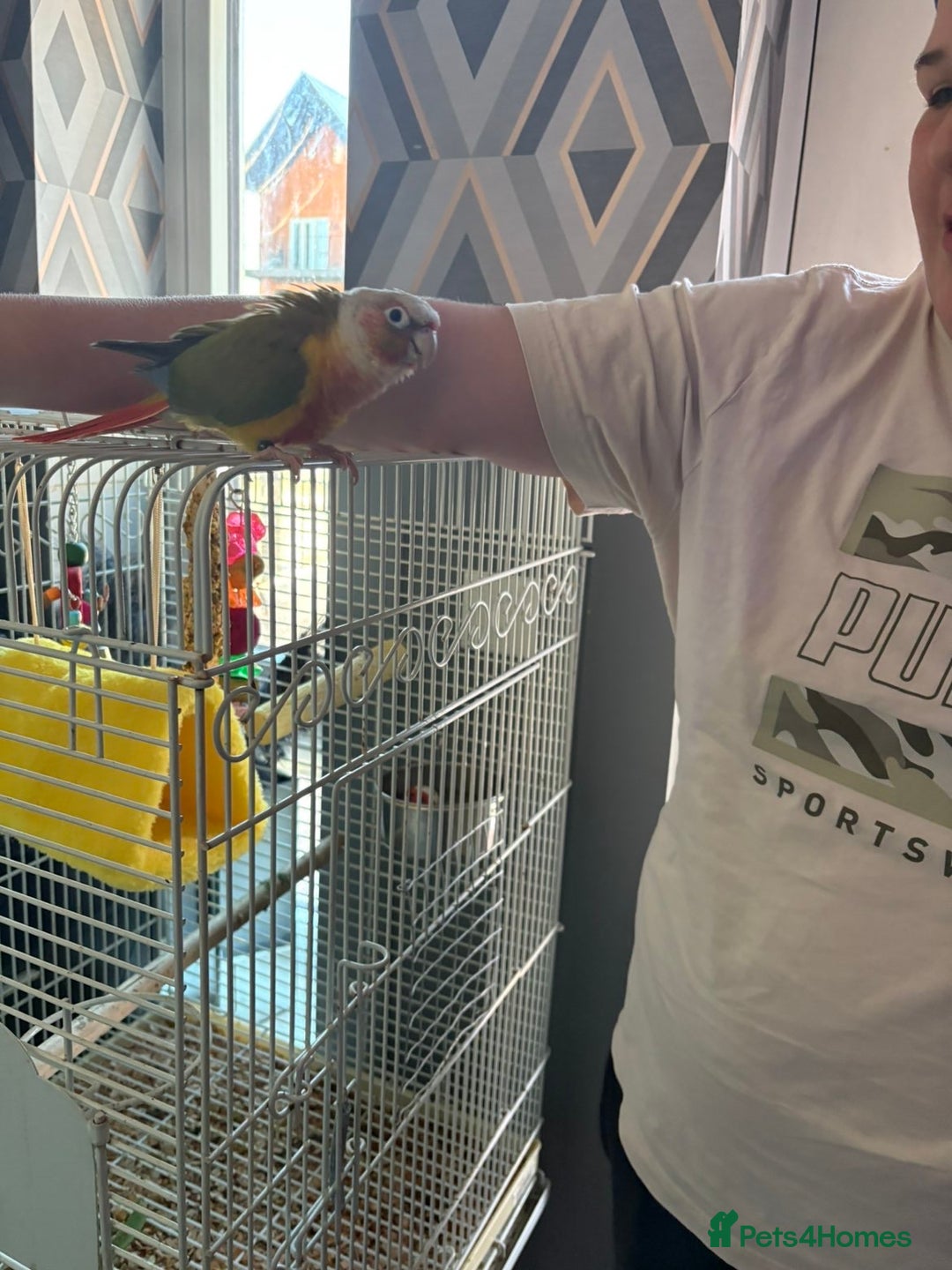 Conures birds for sale: Billy the parrot - Advert 3