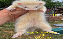 Ferret rodents for sale: Ferret kits - Image 4