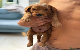 Goldendoodle dogs for sale: Stunning F2B Goldendoodles - Image 7