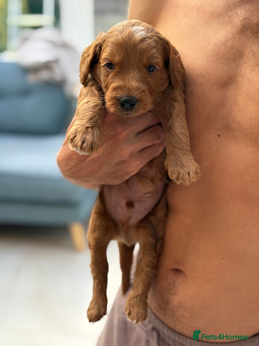 Goldendoodle dogs for sale: Stunning F2B Goldendoodles - Image 7
