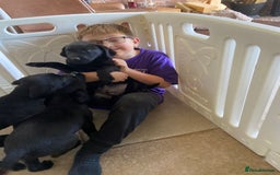 Labrador Retriever dogs for sale: 3 black labrador puppies  - Image 18