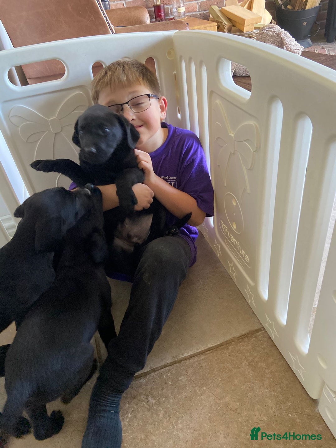 Labrador Retriever dogs for sale: 3 black labrador puppies  - Image 18