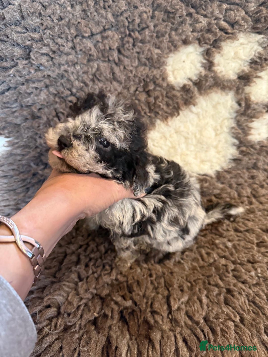 Toy Poodle dogs for sale: Exquisite Toy Poodle pups - Health tested parents - Advert 30