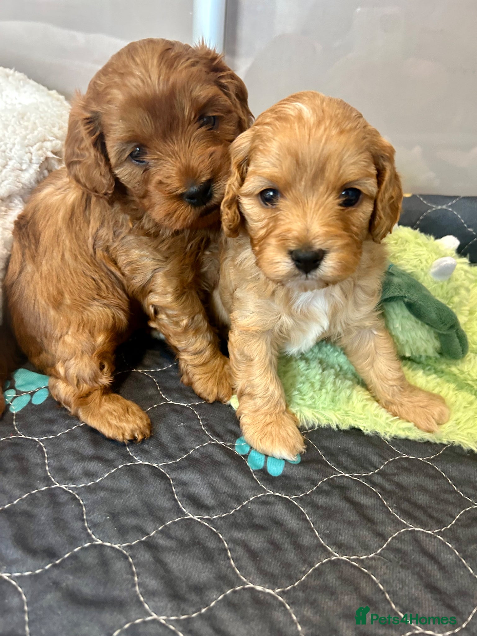Cavapoo dogs F1 Cavapoo cuties extensively healthtested parents - Advert 1
