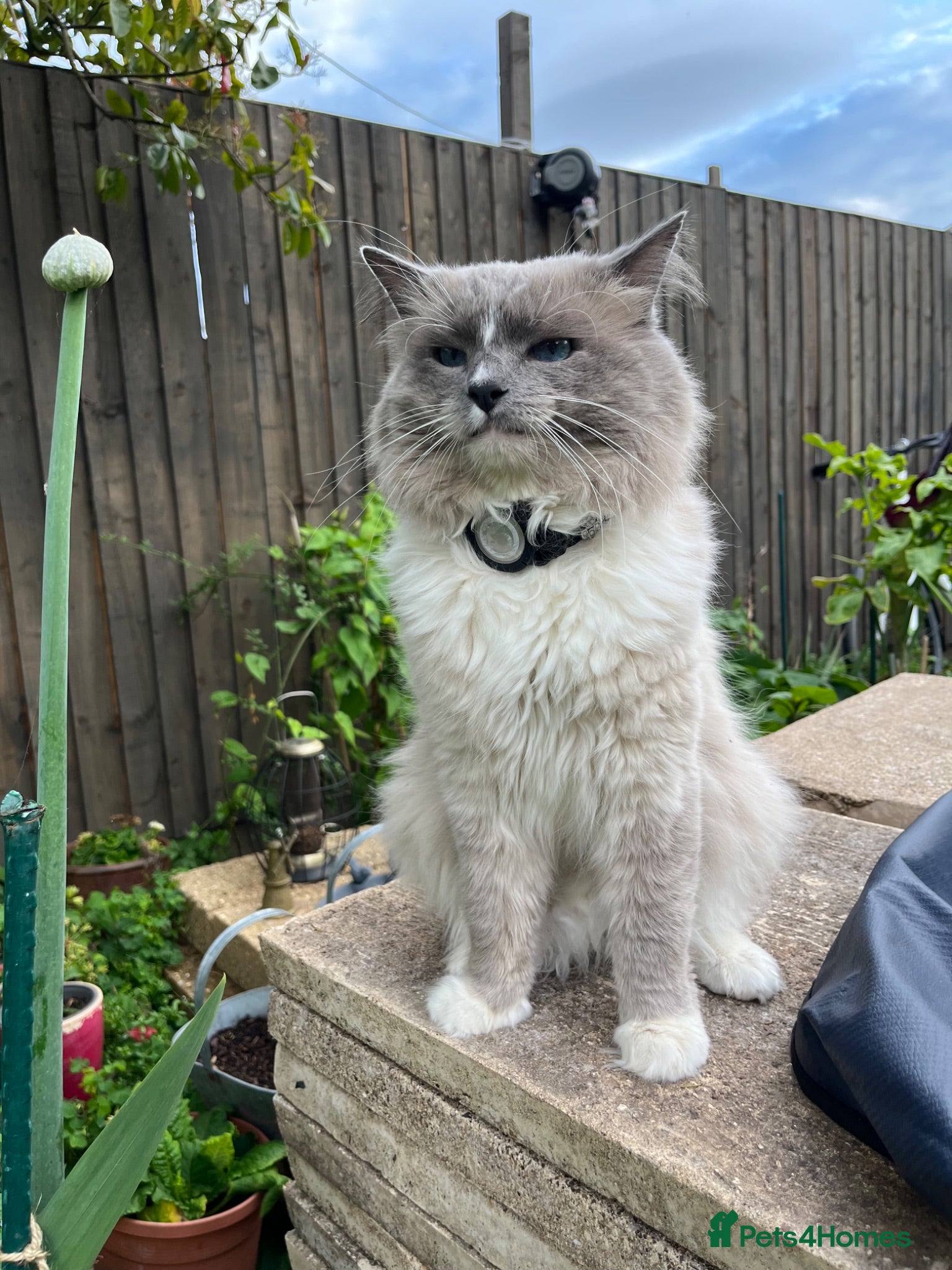 Ragdoll cats 🥰Beautiful Baby Ragdoll Kittens 😍 - Advert 2