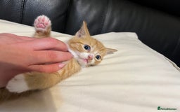 Mixed Breed cats for sale: 3 cutie kittens with fluffy tails  - Image 1