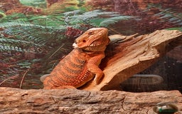 Bearded Dragon reptiles for sale: Female Bearded Dragon with Vivarium - Image 6