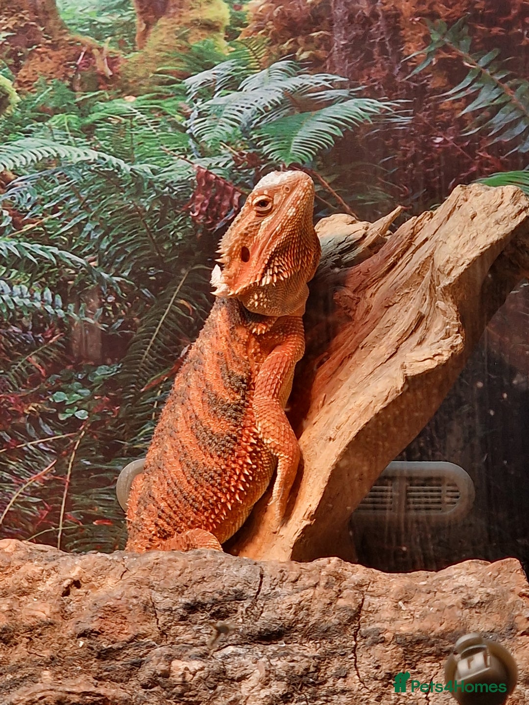 Bearded Dragon reptiles for sale: Female Bearded Dragon with Vivarium - Image 6