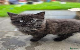 Ragdoll cats for sale: Beautiful Ragdoll x Norwegian forest cross kittens - Image 12