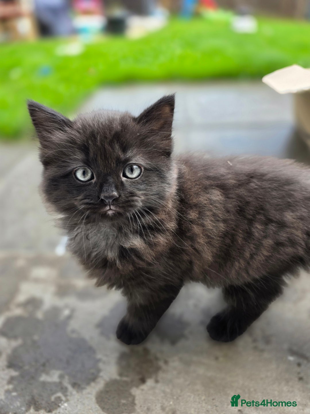 Ragdoll cats for sale: Beautiful Ragdoll x Norwegian forest cross kittens - Image 12