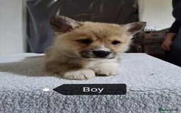 Welsh Corgi Pembroke dogs for sale:  Kc Registered Pembrokeshire Corgi puppies  - Image 3