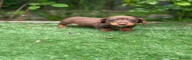Miniature Dachshund Puppy 2