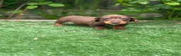 Miniature Dachshund dogs for sale: ⭐️Tiny Health tested mini dachshunds ⭐️ 🦴🐶🐾🐾 - Advert 14