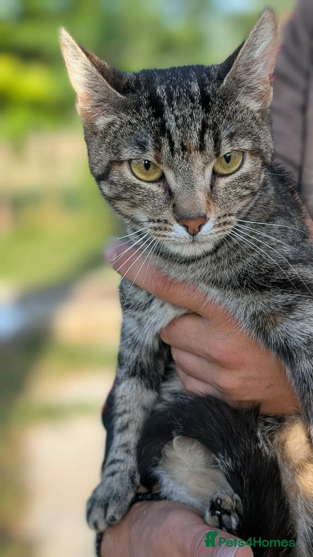 Mixed Breed cats for adoption: Barbie for adoption - Advert 2