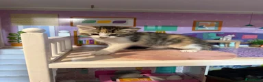Tabby / calico
