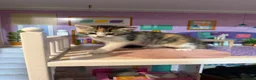 Domestic Shorthair cats for sale: Two beautiful female kittens for new home - Advert 2