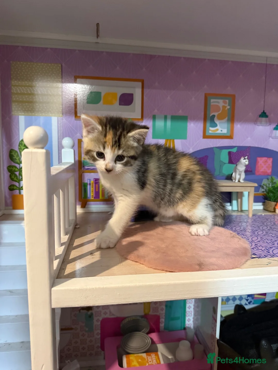 Domestic Shorthair cats for sale: Two beautiful female kittens for new home - Advert 2