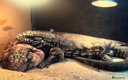 Lizard reptiles for sale: I have two beautiful Tegus available  - Image 2