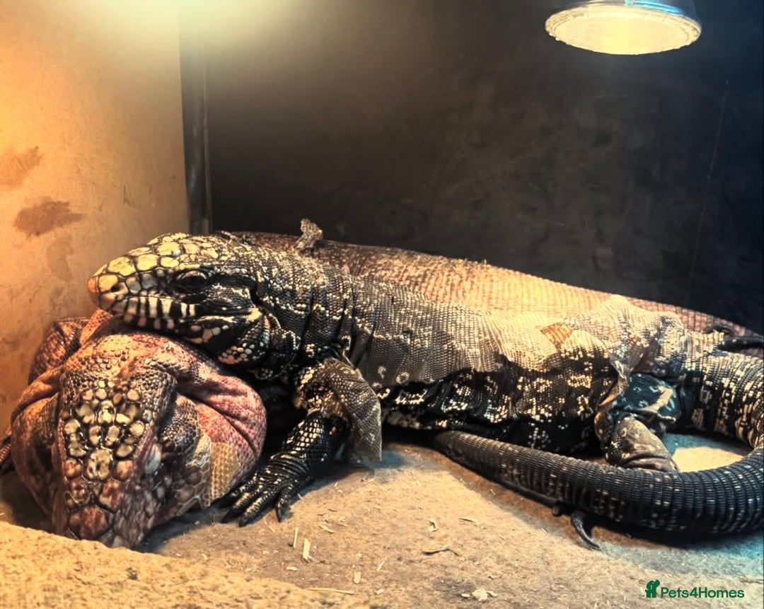Lizard reptiles for sale: I have two beautiful Tegus available  - Image 2