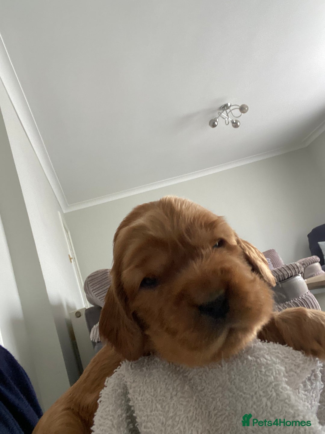 Cocker Spaniel dogs for sale: KC Sable show type Cocker spaniel puppies - Image 5