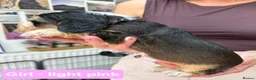 Cocker Spaniel dogs for sale: Stunning Show Cocker Spaniel puppies DNA tested - Advert 23