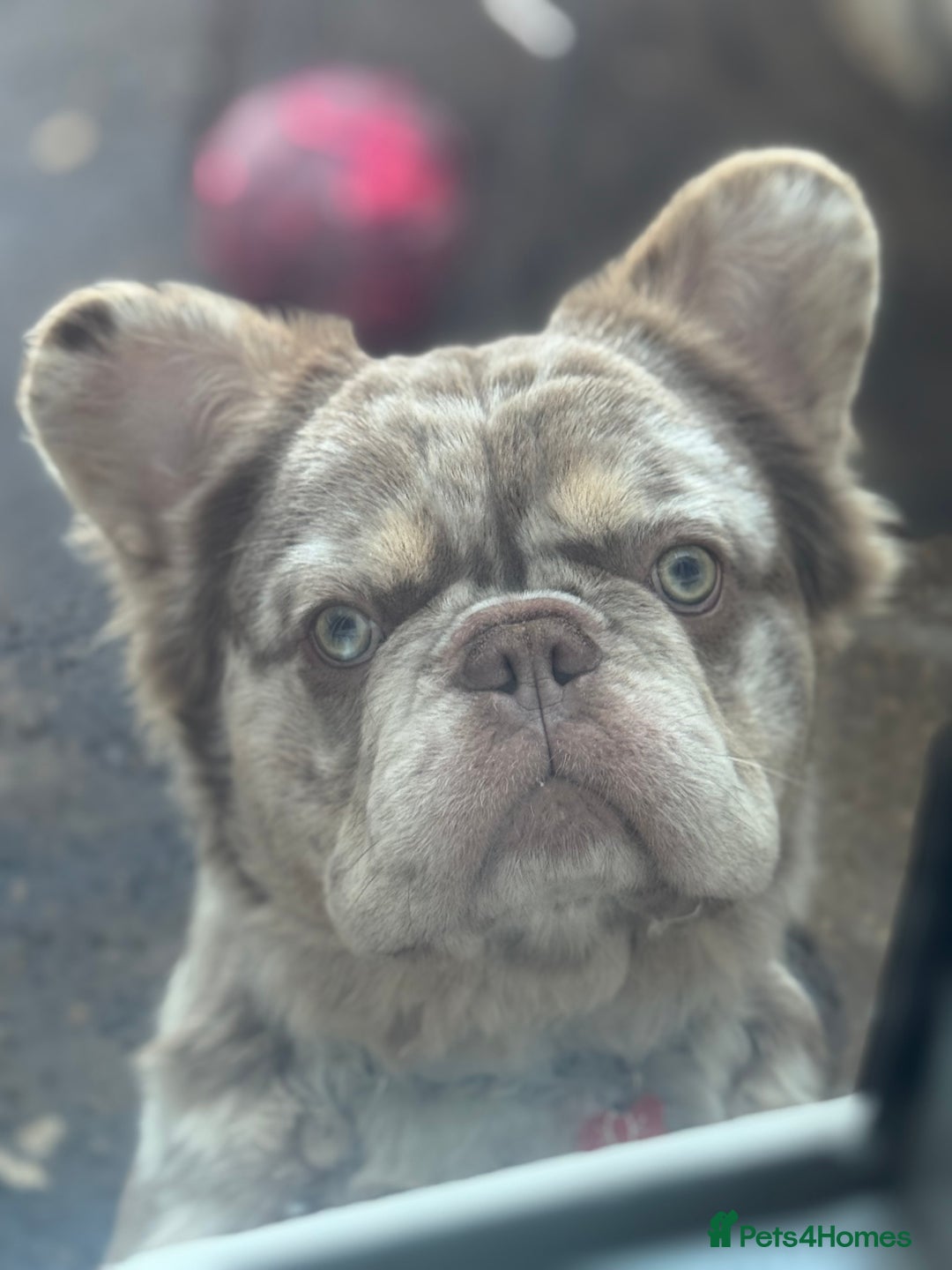 French Bulldog dogs for stud: 🇺🇸MR LAS VEGAS🇺🇸 - Advert 3