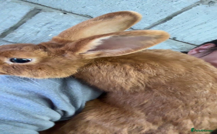 Thrianta rabbits - Advert 1