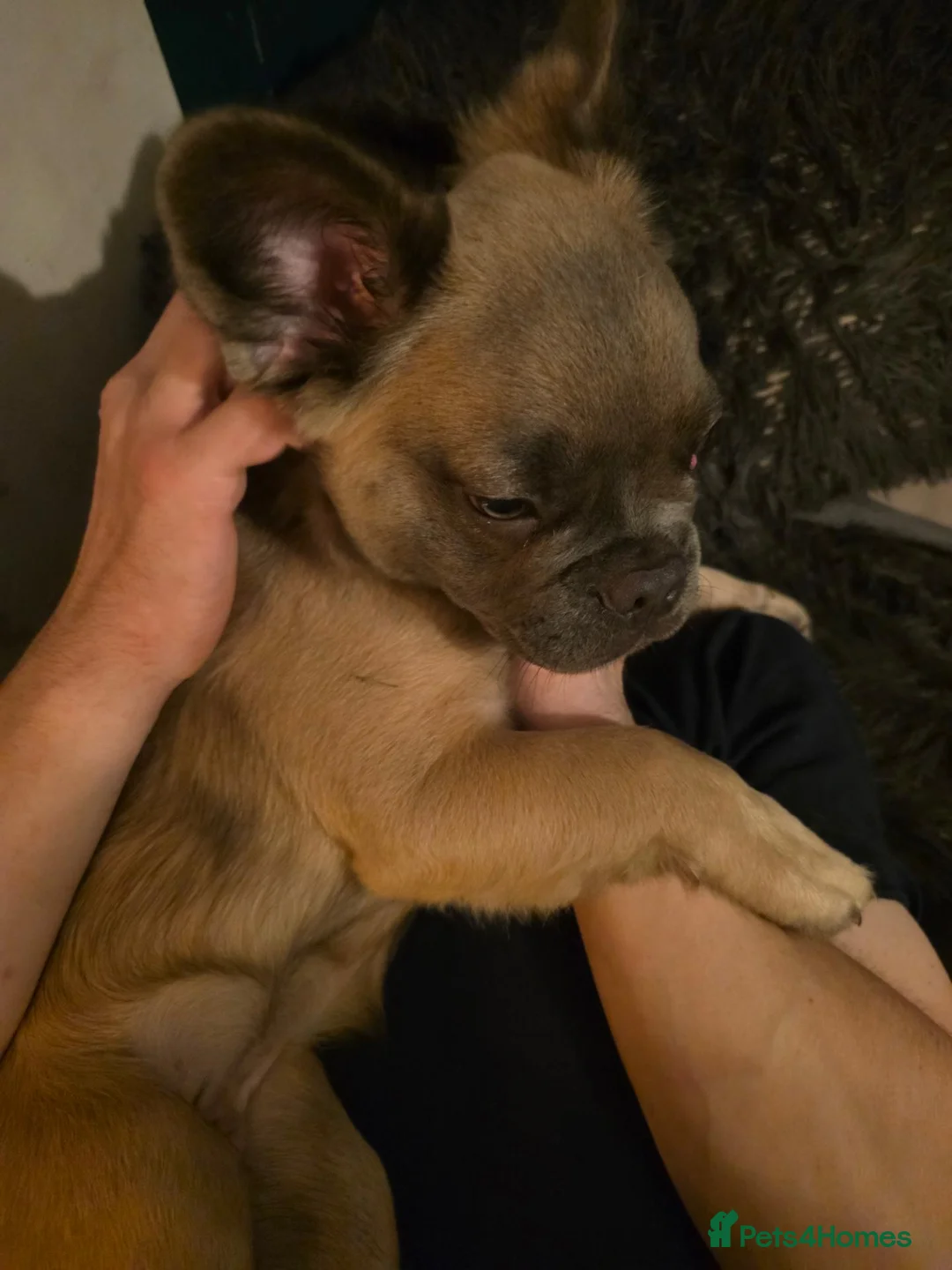 French Bulldog dogs for sale: Fluffy French Bulldog  in Reading - Advert 1