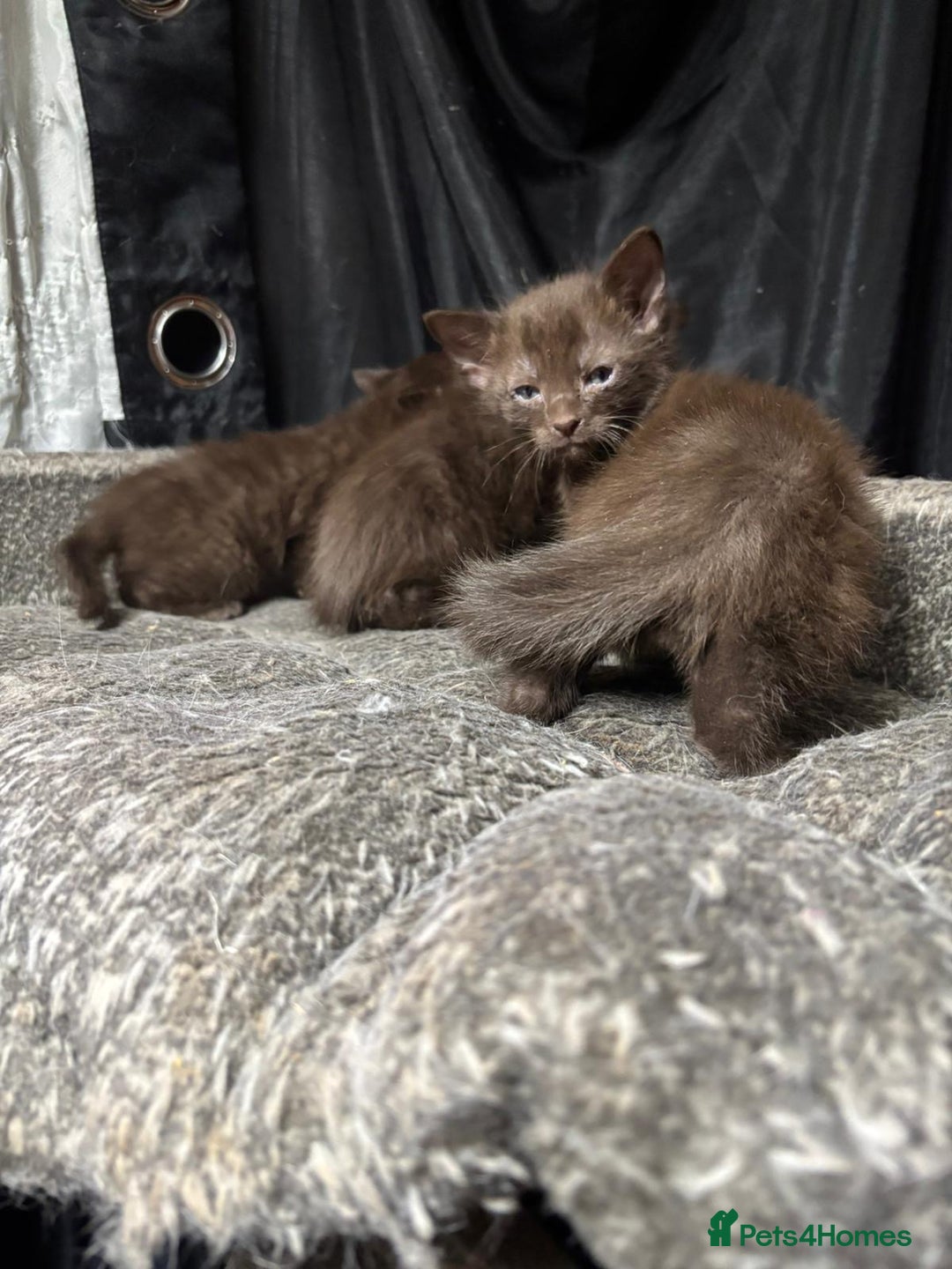 Oriental cats for sale: Chocolate orientals for sale - Advert 4