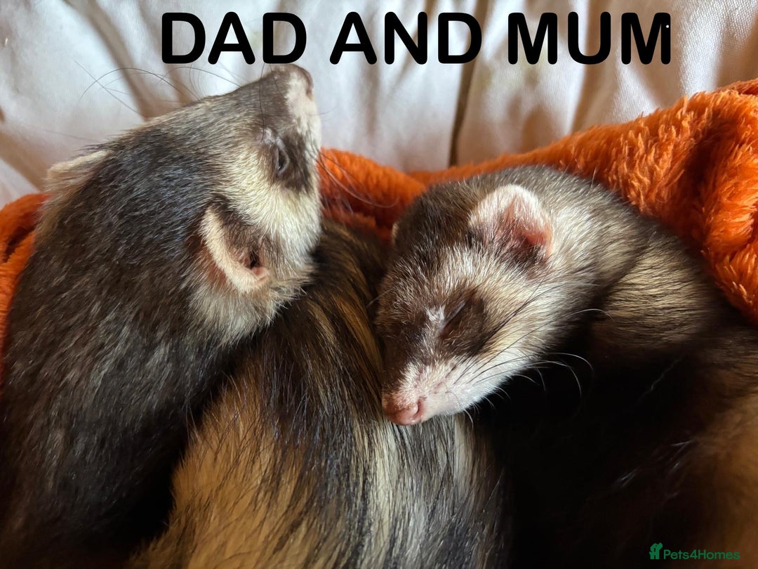 Ferret rodents for sale: ferret kits (1 girl left) - Image 6