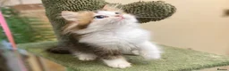 Munchkin cats for sale: Full Pedigree Munchkin Kittens - Advert 29