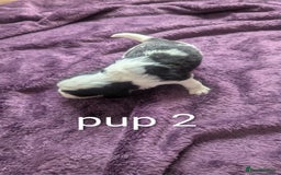 Sprocker dogs for sale: 5 sprocker puppies for sale - Image 5