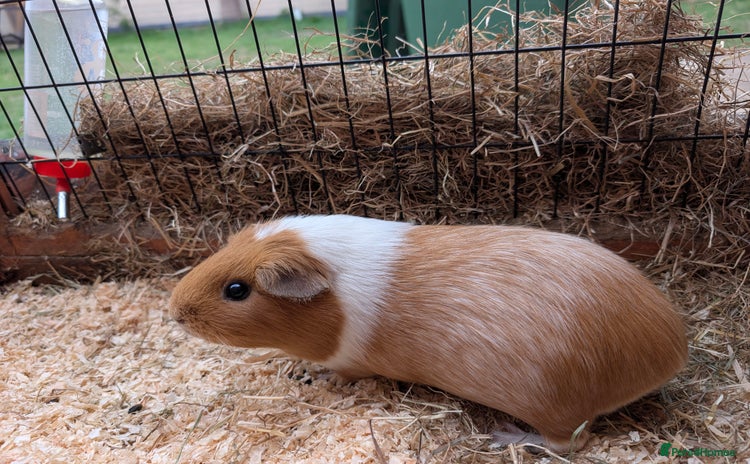 Guinea Pig rodents - Advert 1