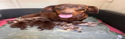 Dachshund dogs for sale: Stunning Dachshunds  - Advert 14