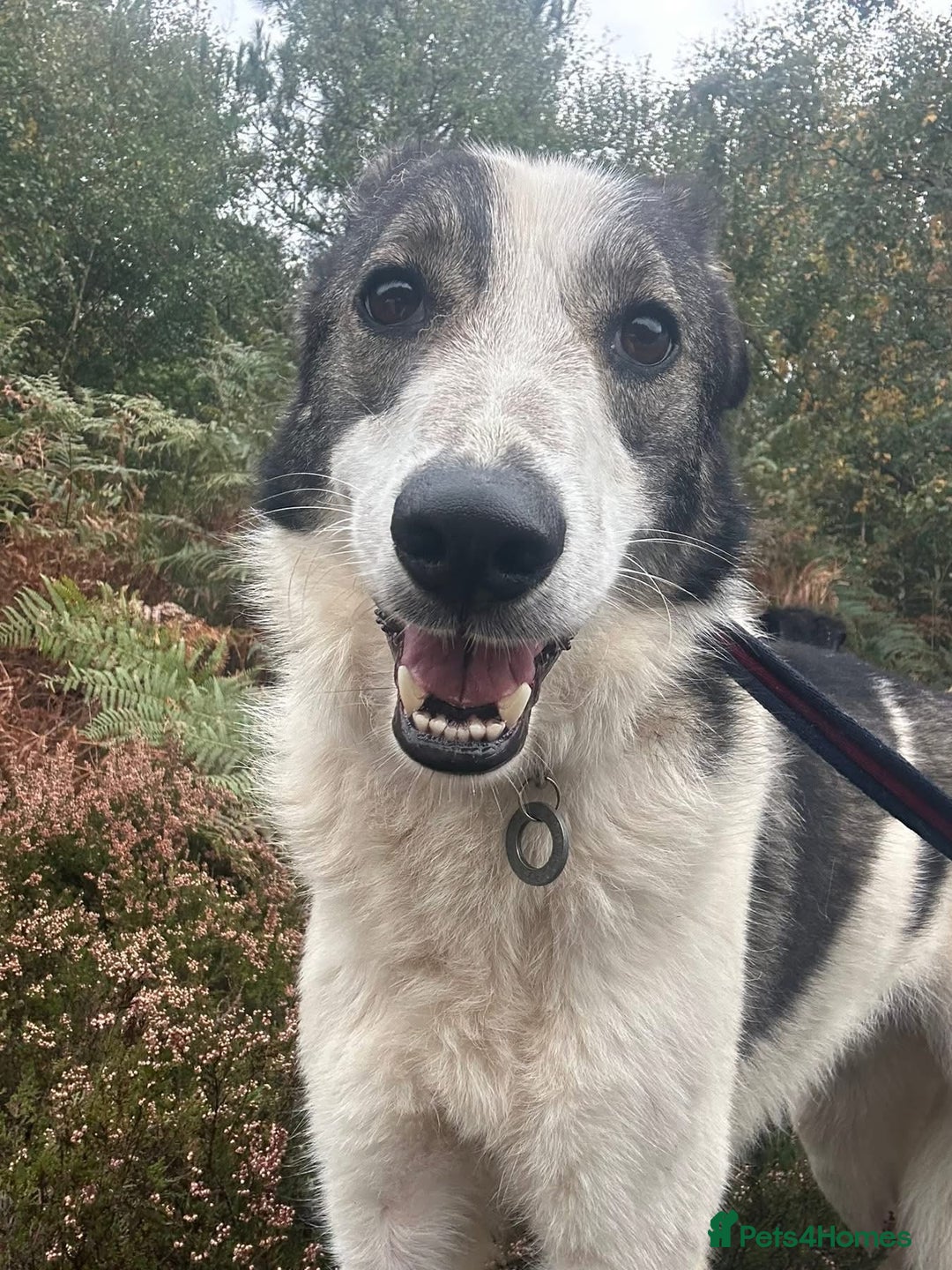 Mixed Breed dogs for adoption: Matteo - Norwich Norfolk  - Image 9