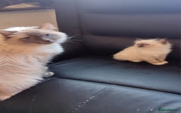 Ragdoll cats for sale: Pedigree Ragdoll kittens for sale - Image 2