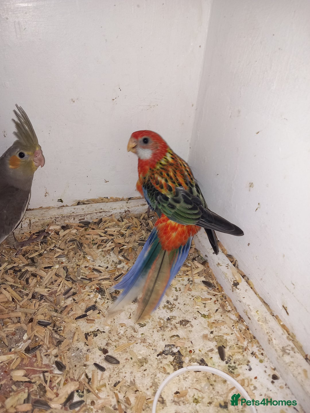 Cockatiels birds for sale: Golden Manyel Rossela  - Image 1
